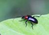 Dinoptera collaris